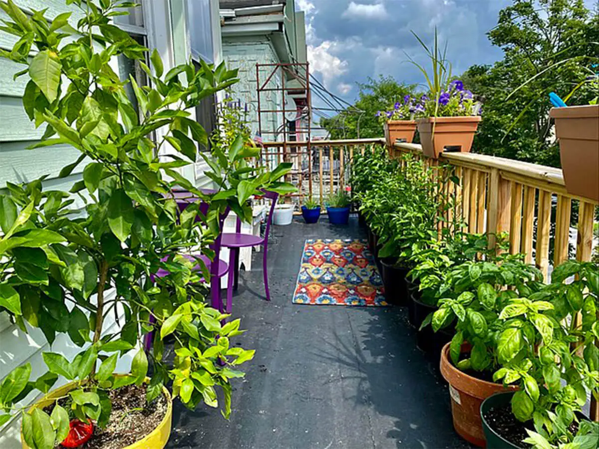 A balcony vegetable garden in Buffalo, New York.