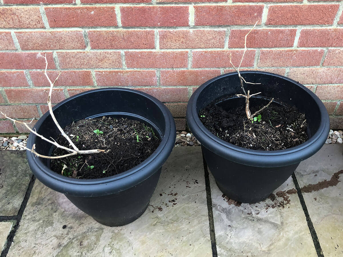 Two black plastic containers filled with old compost.