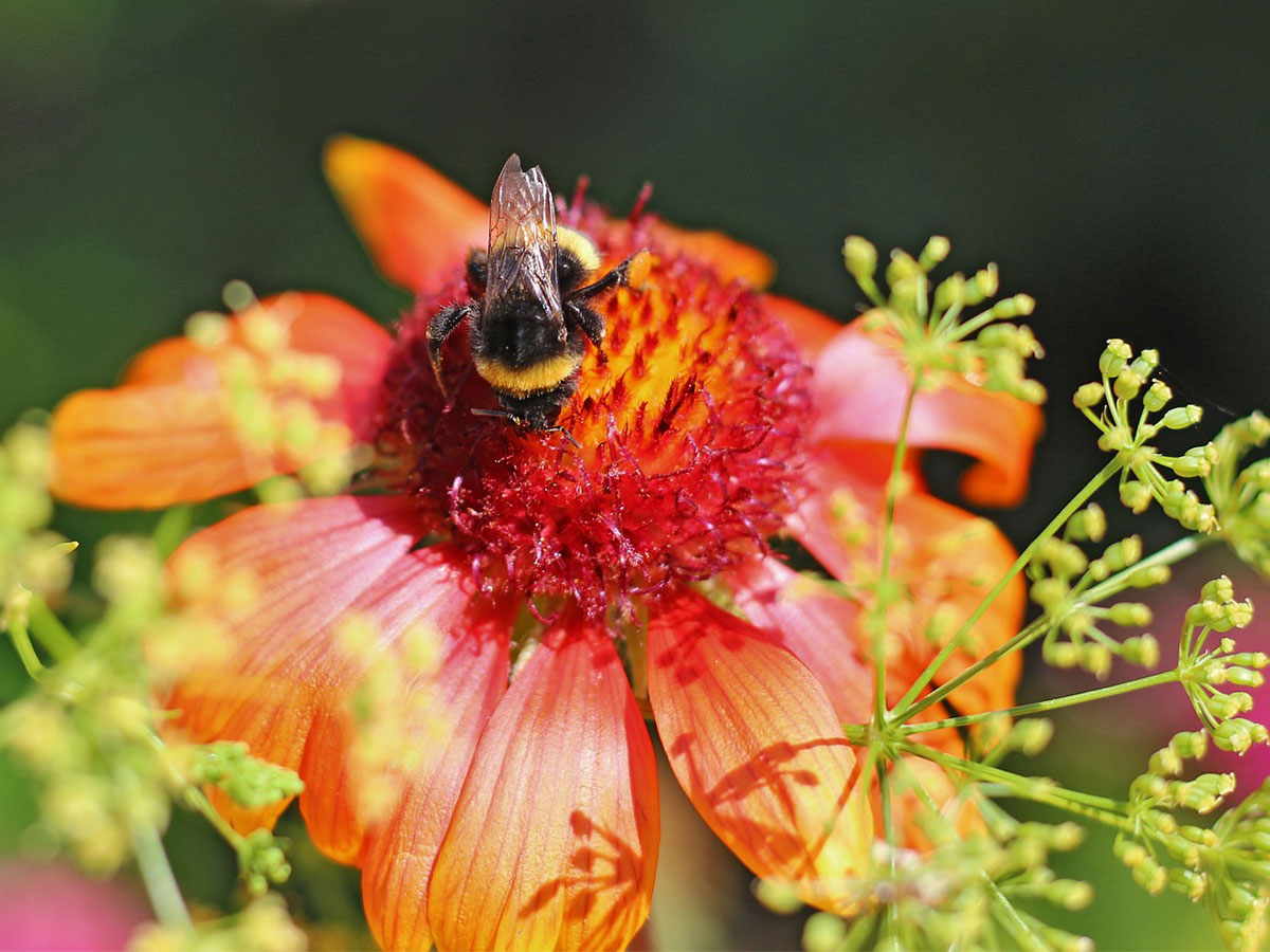 A bee on a Gaillardia flower.