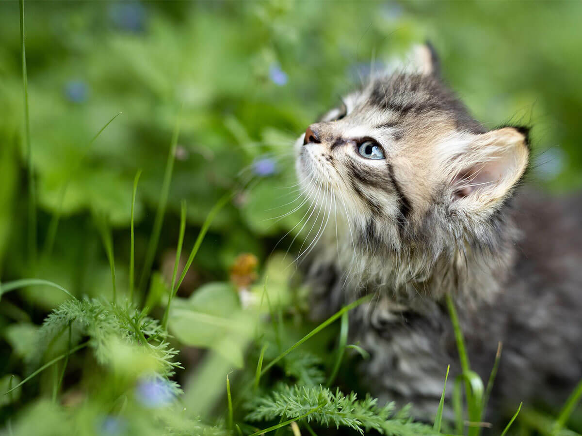 Kitten in a small garden.