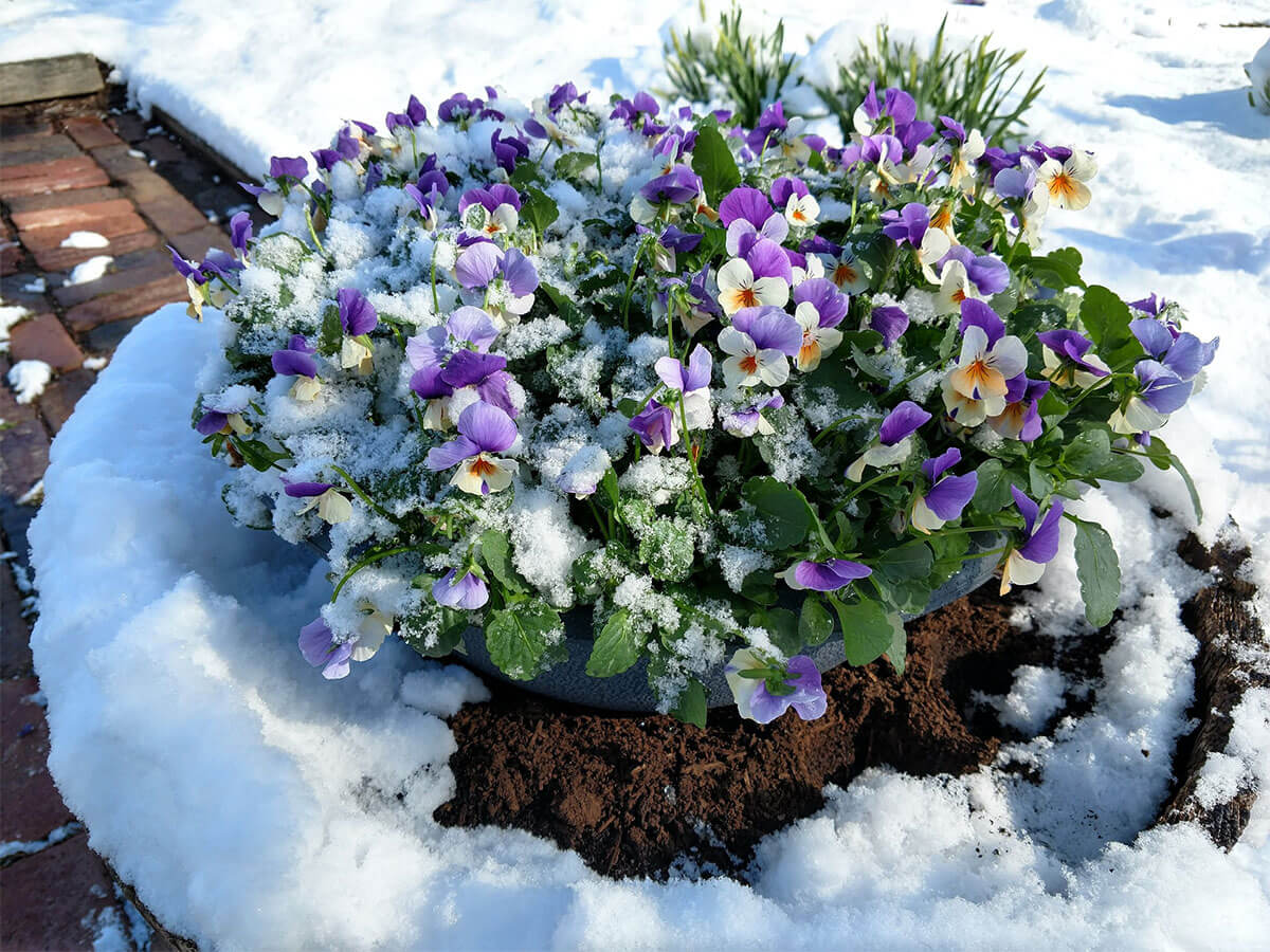 Violets in a container surrounded by snow in winter.