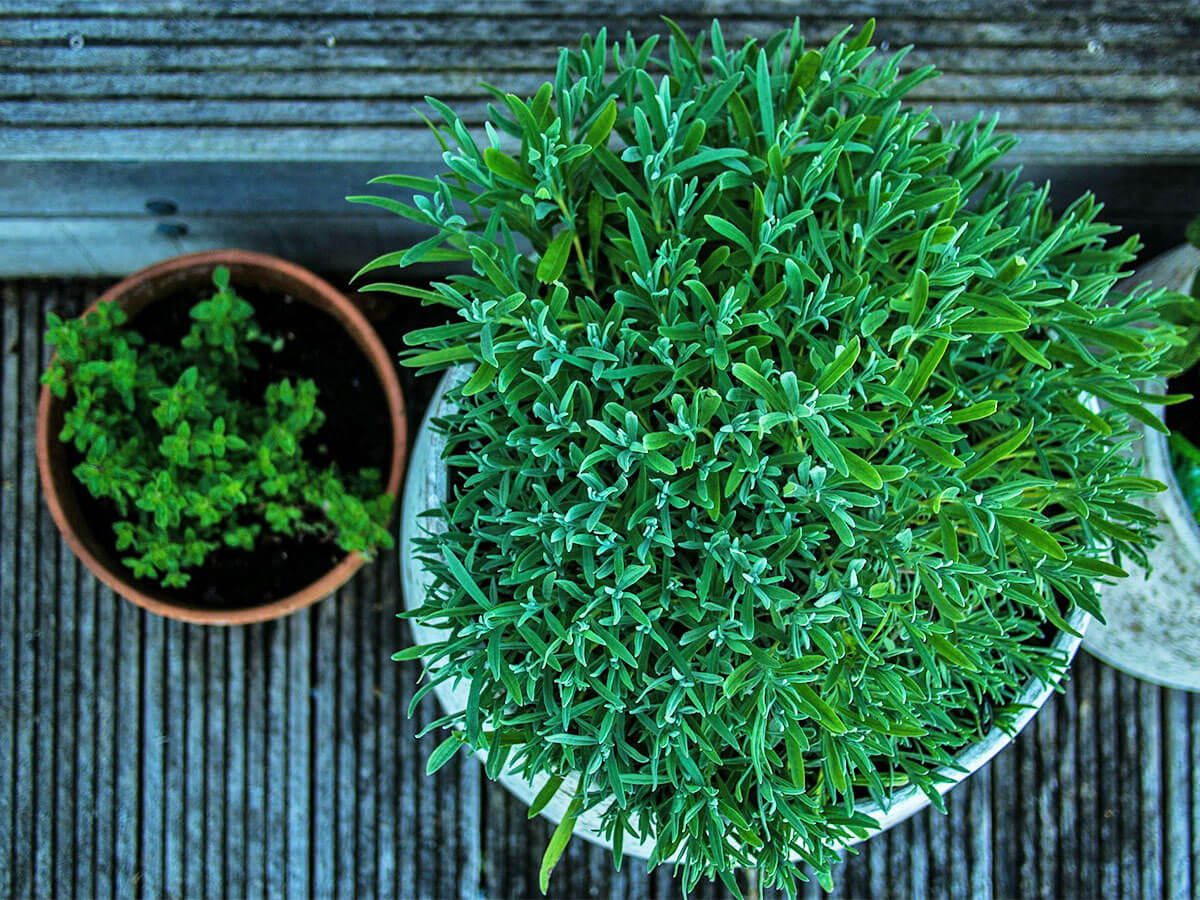 3 container plants.