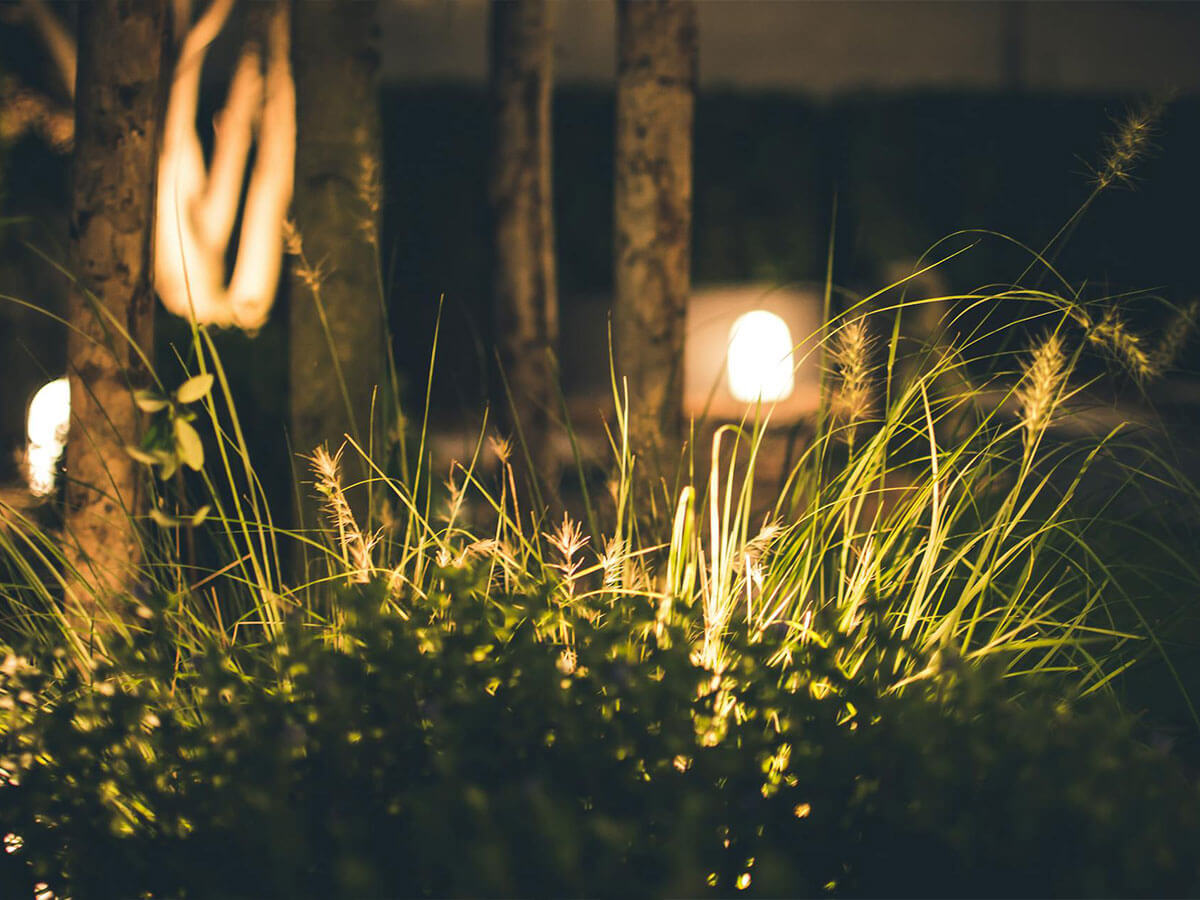 Plants in a small garden backlit by lights.