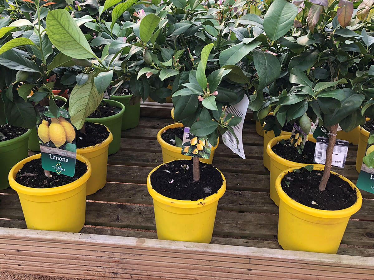 A row of mini lemon trees in yellow pots.