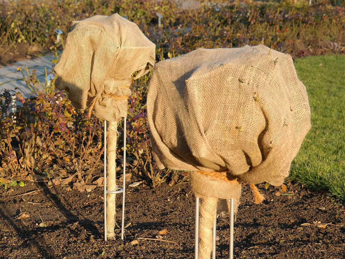 Two rose bushes covered in burlap sack in winter.