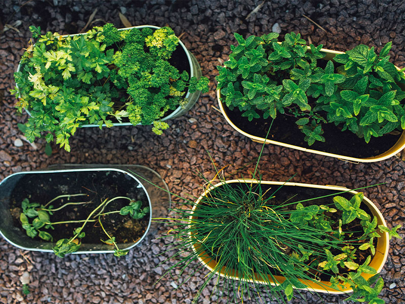 4 containers filled with a variety of herbs.