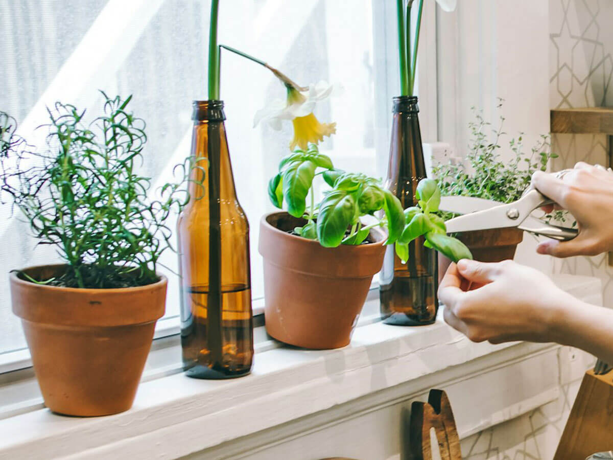 Rosemary, basil and thyme growing on a kitchen windowsill.