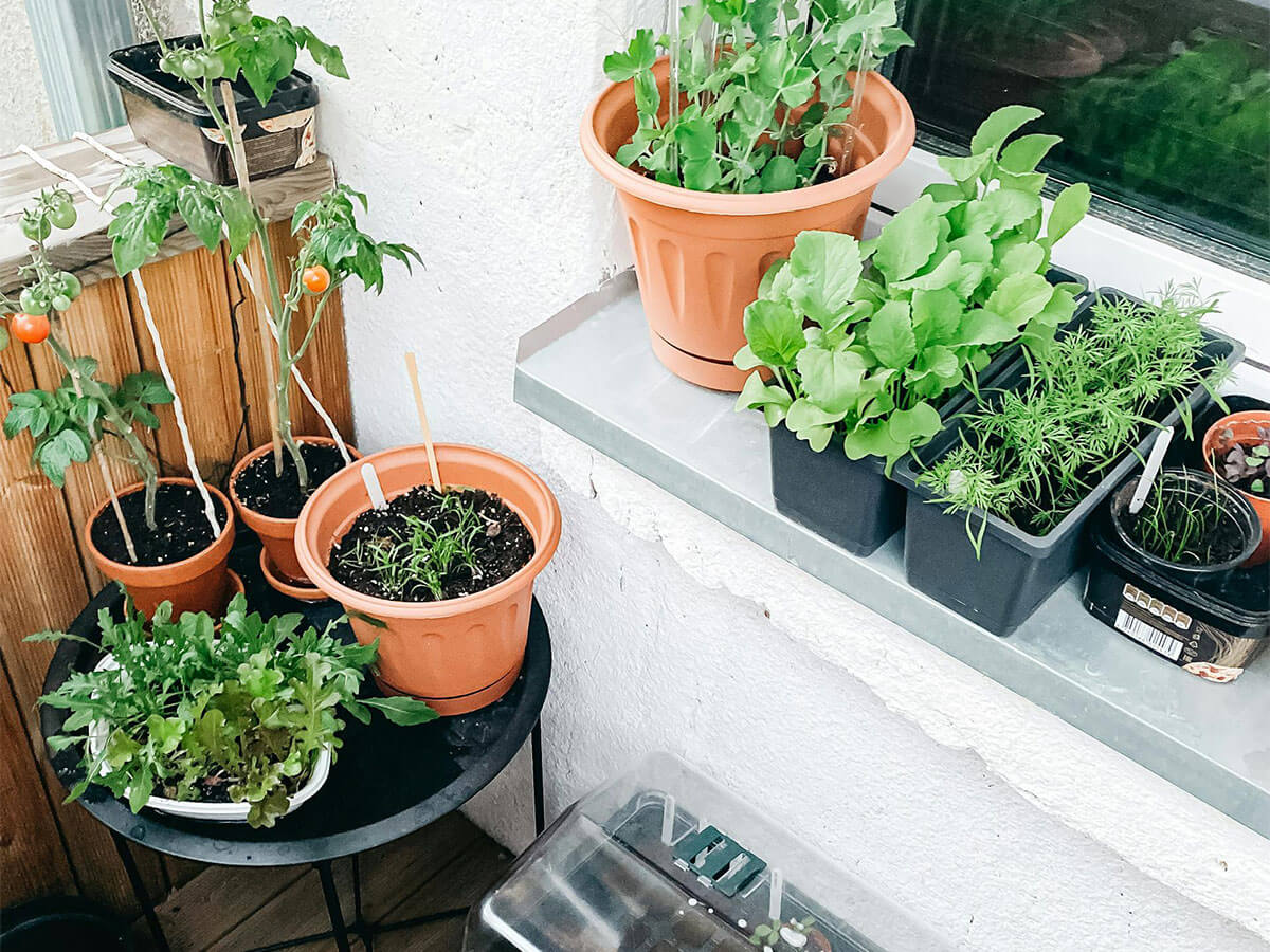 A small urban garden with seedlings.