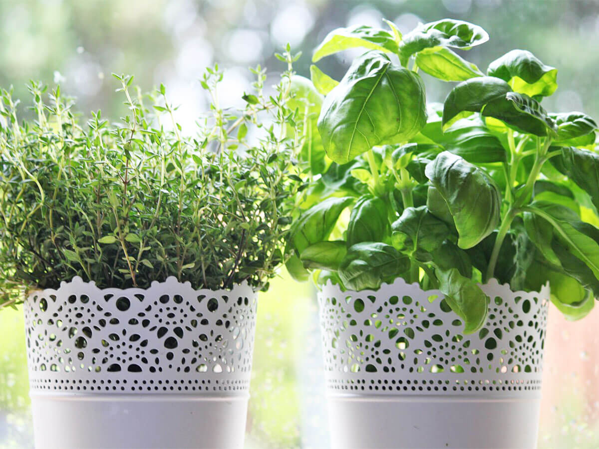 Thyme and basil indoors on a windowsill.