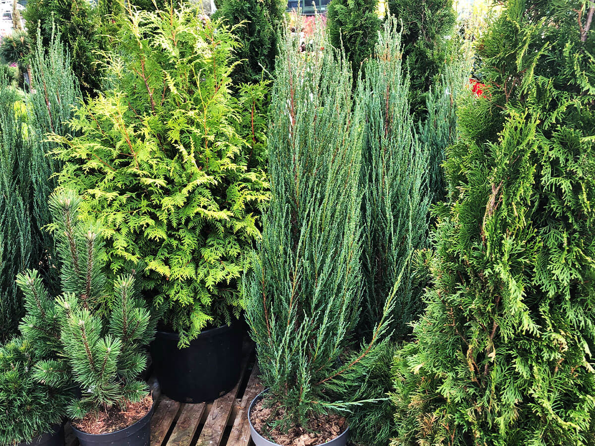 A mix of evergreen conifers.