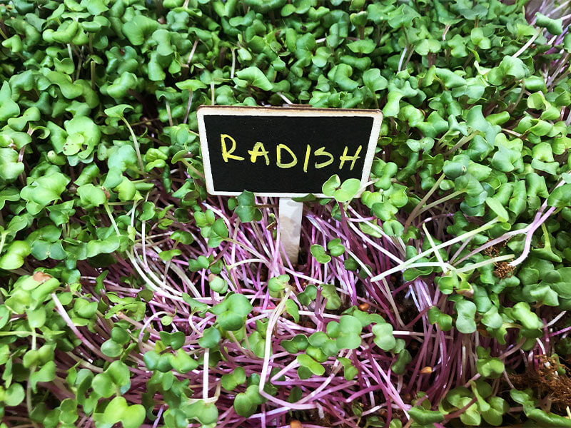 Radish microgreens with green leaves and pink stems.